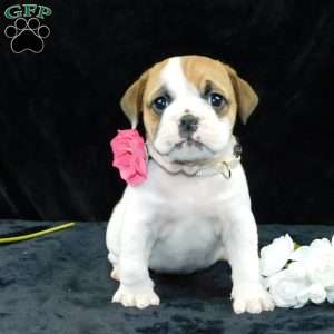 Chloe, Miniature Bulldog Puppy